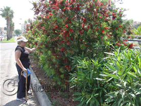 Calistamon (Crimson Bottlebrush) Bush